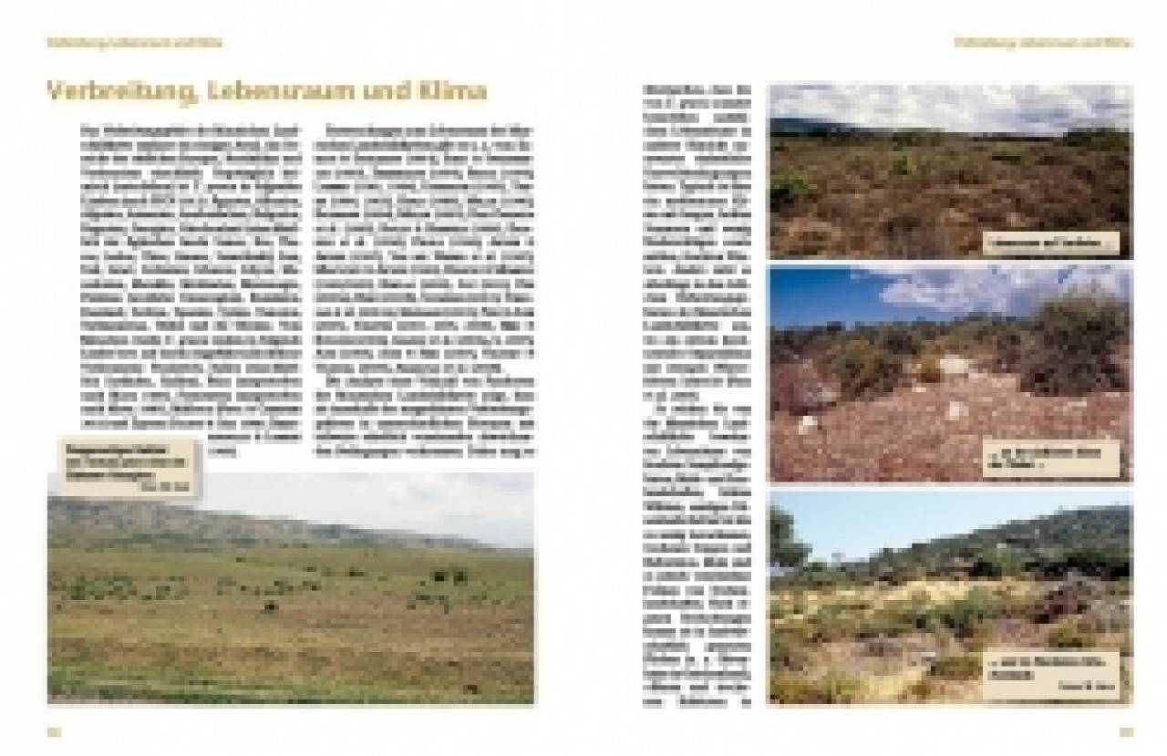 Maurische Landschildkröten